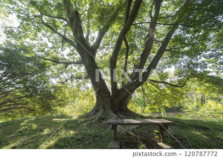 Mulberry tree in Nogawa Park, Chofu City Mulberry tree in Nogawa Park, Chofu City 120787772