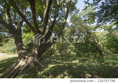 Mulberry tree in Nogawa Park, Chofu City 120787796