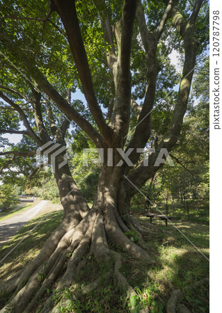 調布市野川公園的無垢樹 調布市野川公園的無垢樹 120787798