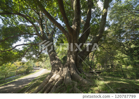 Mulberry tree in Nogawa Park, Chofu City 120787799