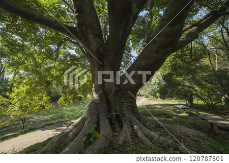 Mulberry tree in Nogawa Park, Chofu City 120787801