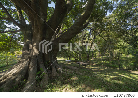 調布市野川公園的無垢樹 調布市野川公園的無垢樹 120787806