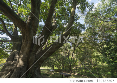 調布市野川公園的無垢樹 調布市野川公園的無垢樹 120787807