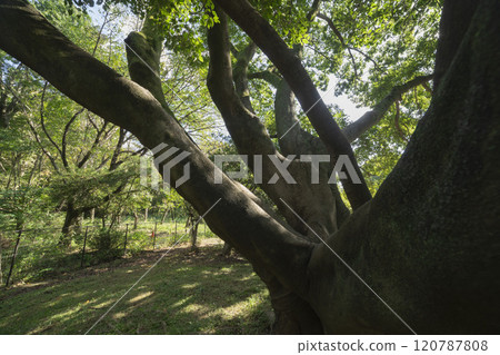 Mulberry tree in Nogawa Park, Chofu City 120787808