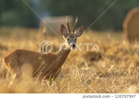 A roe deer standing in a grain field 120787997