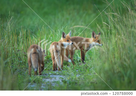 Baby foxes standing in the grass Baby foxes standing in the grass 120788000