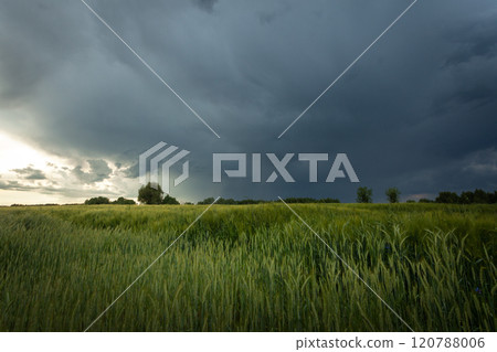 Storm front with dark rain cloud over green grain field 120788006