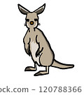 It's not a kangaroo, it's a wallaby 120788366