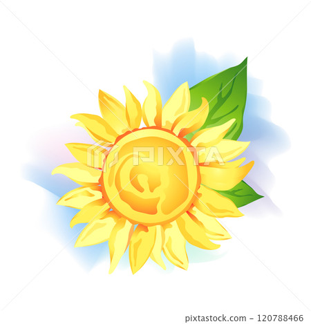 Sunflower wirh green leaf over white Sunflower wirh green leaf over white 120788466