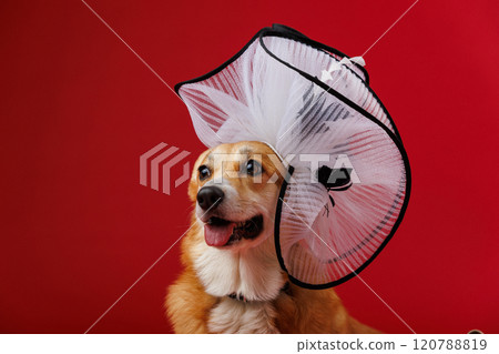 Corgi in elegant oversized white hat on a red background, exuding charm and sophistication 120788819