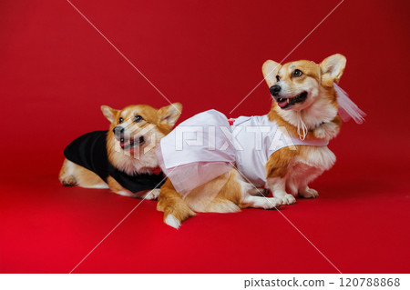 Charming corgi wedding couple in tuxedo and bridal veil, spreading joy on their big day Charming corgi wedding couple in tuxedo and bridal veil, spreading joy on their big day 120788868