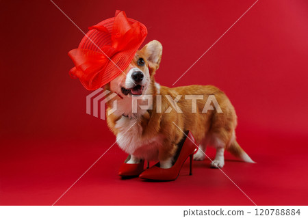 Chic corgi in oversized red hat and heels, a playful fashion moment on a bold red background 120788884
