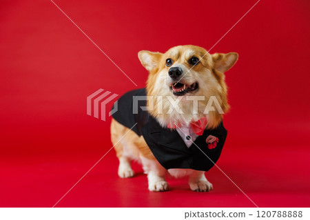 Charming welsh corgi pembroke dog in tuxedo, ready for weddings or formal events on red background Charming welsh corgi pembroke dog in tuxedo, ready for weddings or formal events on red background 120788888