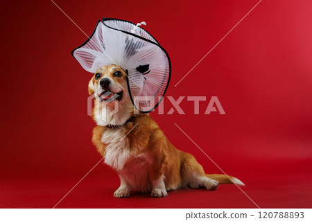 Corgi in elegant oversized white hat on a red background, exuding charm and sophistication 120788893