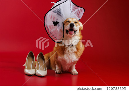 Corgi dressed in a chic white hat with beige heels on a red backdrop, playful elegance at its best Corgi dressed in a chic white hat with beige heels on a red backdrop, playful elegance at its best 120788895