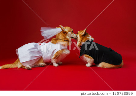 Romantic corgi wedding kiss, dressed in bride and groom attire against a bold red backdrop 120788899