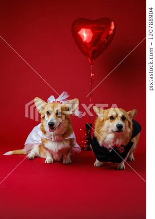 Wedding corgi couple with a romantic heart balloon, celebrating love on a vibrant red backdrop 120788904