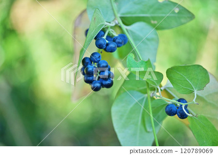 畫眉鳥的深藍色果實(秋季、十一月) 畫眉鳥的深藍色果實(秋季、十一月) 120789069