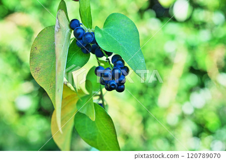 畫眉鳥的深藍色果實（秋季、十一月） 120789070