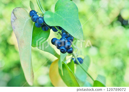 畫眉鳥的深藍色果實(秋季、十一月) 畫眉鳥的深藍色果實(秋季、十一月) 120789072