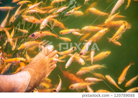 Kangal fish nibble on dead, keratinized skin on woman's foot. Natural pedicure. Kangal fish nibble on dead, keratinized skin on woman's foot. Natural pedicure. 120789088