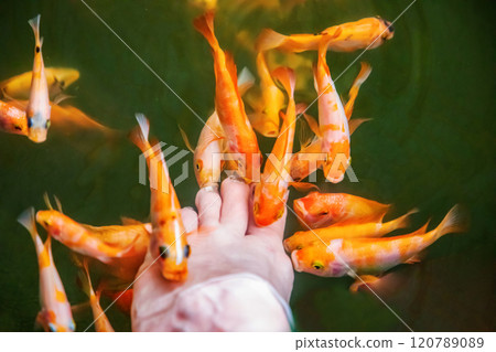 Kangal fish nibble on dead, keratinized skin on woman's foot. Natural pedicure. 120789089