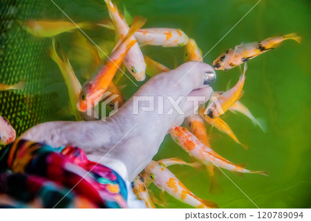 Kangal fish nibble on dead, keratinized skin on woman's foot. Natural pedicure. Kangal fish nibble on dead, keratinized skin on woman's foot. Natural pedicure. 120789094