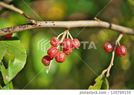 帶有白色斑點的紅色軟糖水果（秋季、十一月） 120789150