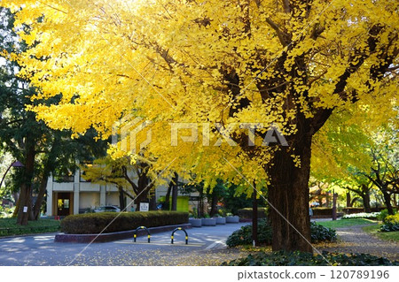 Yellow leaves of ginkgo trees in Hibiya Park 120789196
