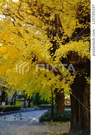 Yellow leaves of ginkgo trees in Hibiya Park 120789197