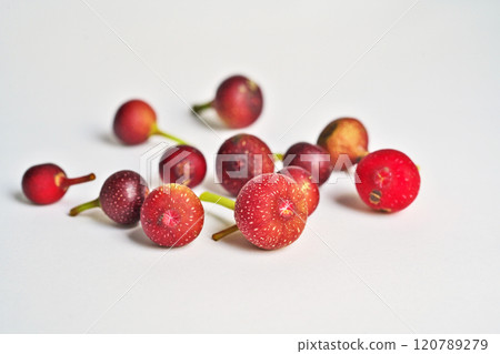 紅枇杷果實有白點（秋季、11月） 120789279