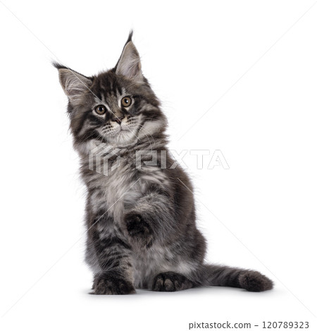 Maine Coon cat kitten on white background Maine Coon cat kitten on white background 120789323
