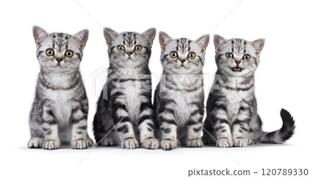 British Shorthair kittens row on white background British Shorthair kittens row on white background 120789330