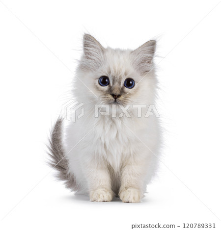 Sacred Birman cat kitten on white background Sacred Birman cat kitten on white background 120789331