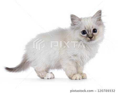 Sacred Birman cat kitten on white background Sacred Birman cat kitten on white background 120789332