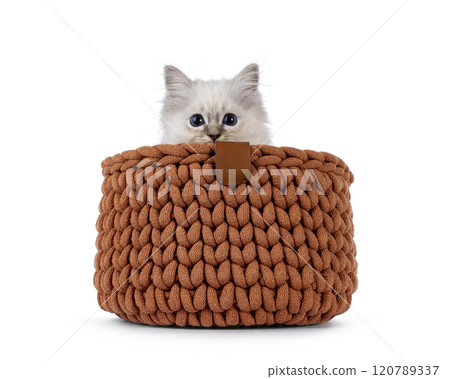 Sacred Birman cat kitten on white background 120789337