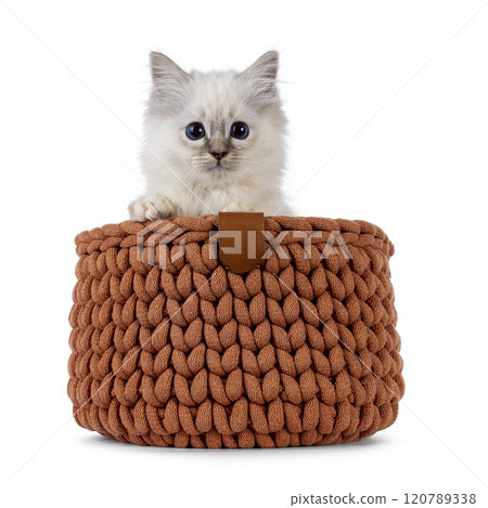 Sacred Birman cat kitten on white background Sacred Birman cat kitten on white background 120789338