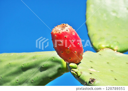 帶刺的紅色仙人掌果（秋季、十一月） 120789351