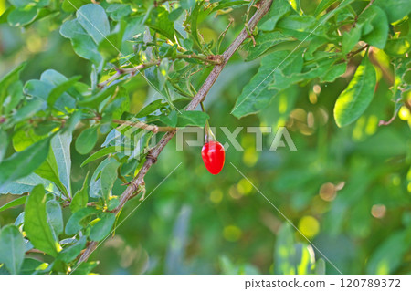 紅枸杞(秋季、十一月) 紅枸杞(秋季、十一月) 120789372