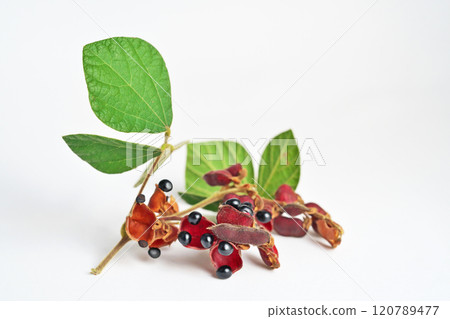 Black pea fruit (autumn, November) (white background) 120789477