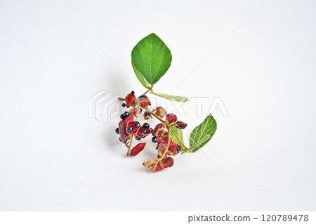 Black pea fruit (autumn, November) (white background) Black pea fruit (autumn, November) (white background) 120789478
