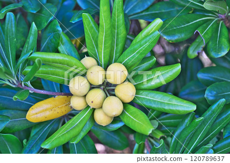 Exploded red Pittosporum tobira seeds (fruit) (autumn, November) 120789637