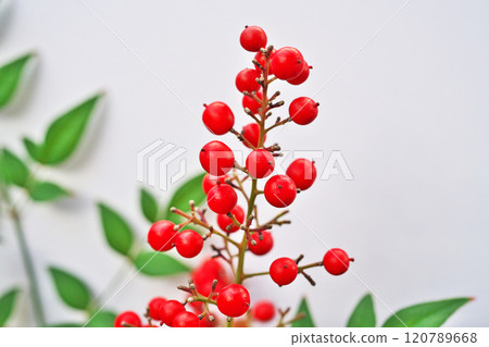 紅南天竹果(秋季、十一月) 紅南天竹果(秋季、十一月) 120789668