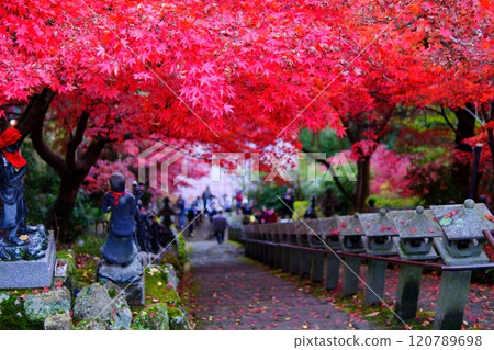 Bright red autumn leaves at Daisenji Temple Bright red autumn leaves at Daisenji Temple 120789698