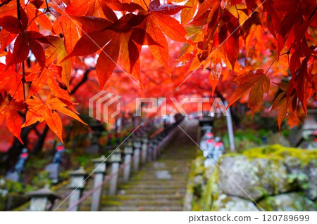 Bright red autumn leaves at Daisenji Temple Bright red autumn leaves at Daisenji Temple 120789699
