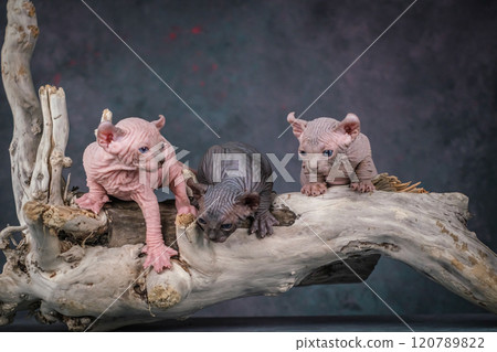 Three Elf kittens are sitting on a beautiful log. Studio shooting Three Elf kittens are sitting on a beautiful log. Studio shooting 120789822