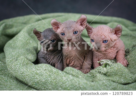Three elf kittens are sitting side by side and looking at the camera. Sphinx kittens of different colors Three elf kittens are sitting side by side and looking at the camera. Sphinx kittens of different colors 120789823