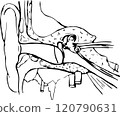 Line drawing of the structure of the human ear. 120790631