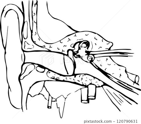 Line drawing of the structure of the human ear. Line drawing of the structure of the human ear. 120790631