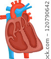 structure of the human heart. 120790642